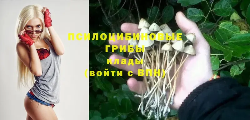 Галлюциногенные грибы Magic Shrooms  Ясногорск 